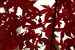 紅葉狩り２０２１