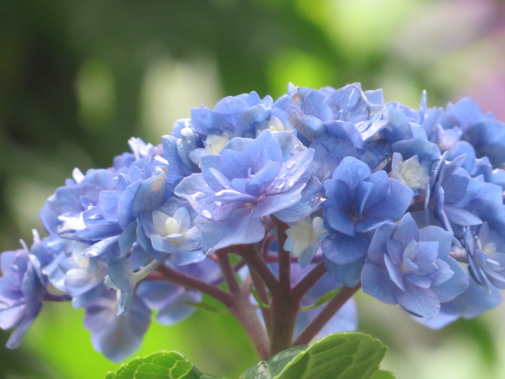 雨上がり紫陽花１