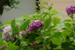 梅雨と紫陽花