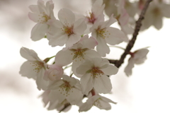 雨上がりお花見2021