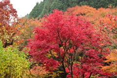 夫婦で紅葉狩り