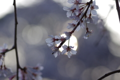 夕暮れ花見