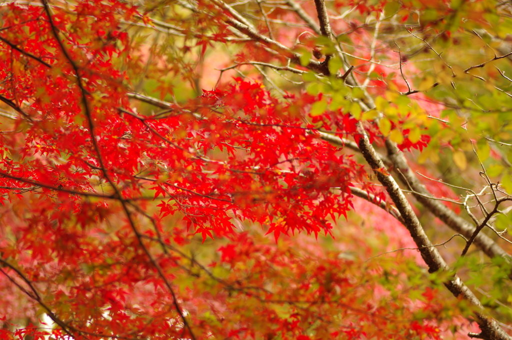 紅葉狩り2019