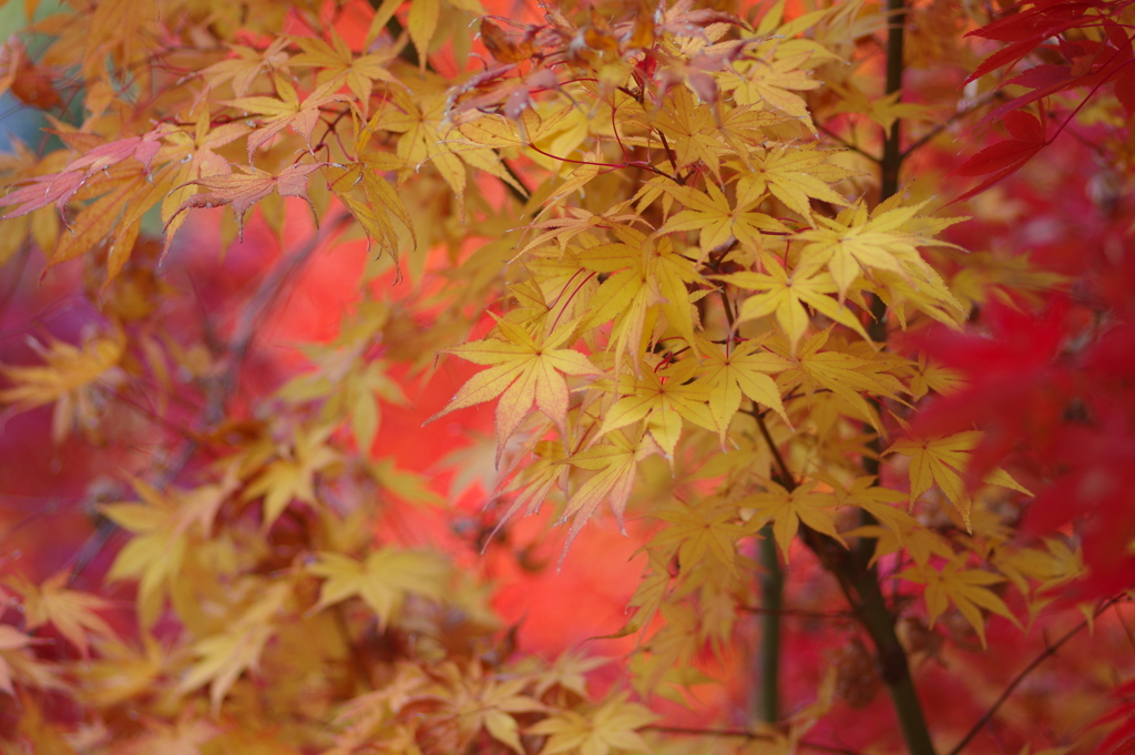 伊藤公記念公園の紅葉