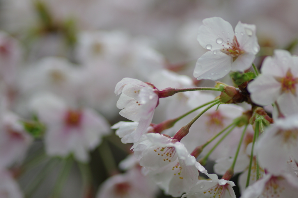 雨上がり一人でお花見