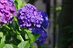 庭紫陽花