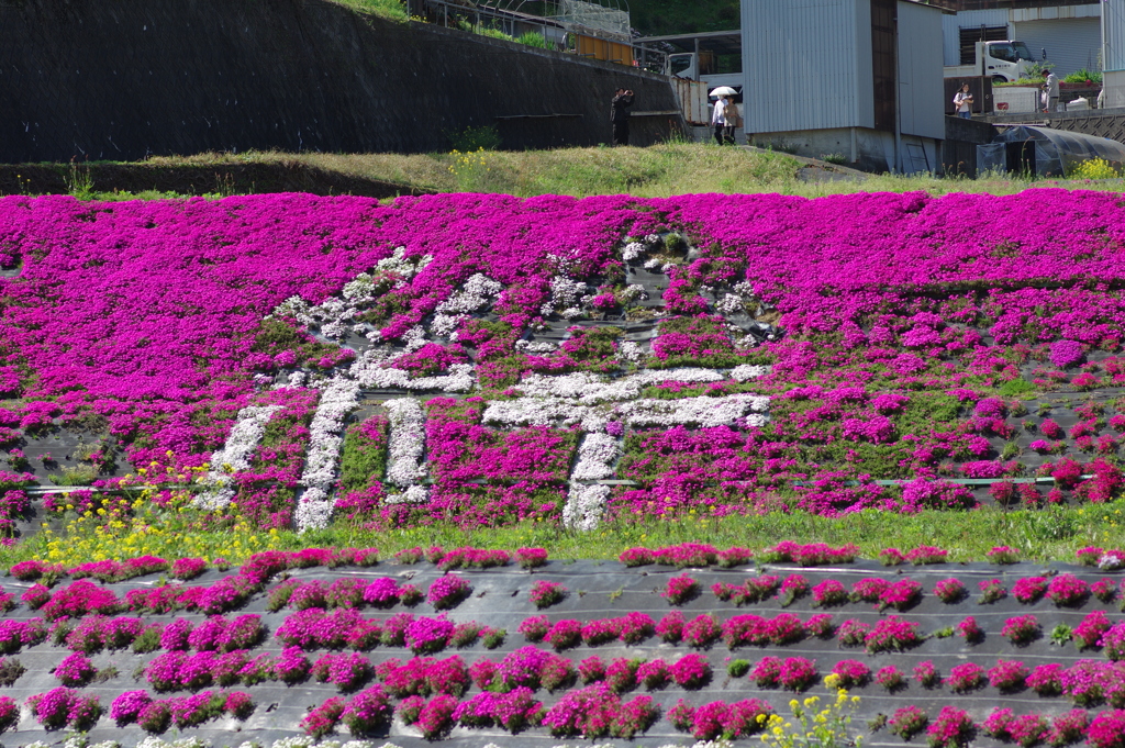 大道理の芝桜