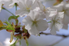 サクラサク別日