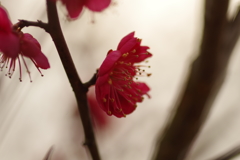 梅園散策
