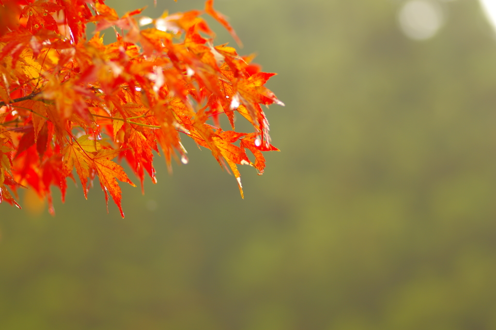 夫婦で紅葉狩り