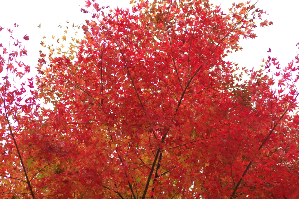 曇天に紅をそえて