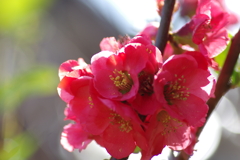 ひっそりと咲いていた木瓜の花