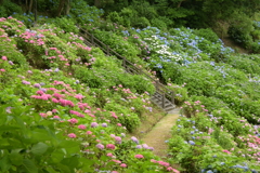 一眼持ってあじさい園へ