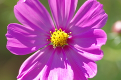 秋桜