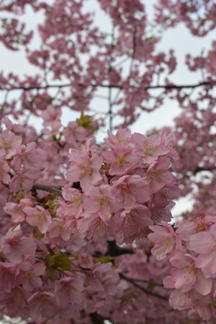 河津桜