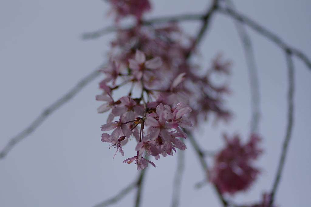 雨上がり一人でお花見