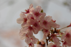 サクラサク別日