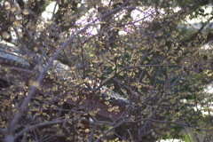 冠梅園