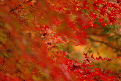 紅葉狩り２０２１