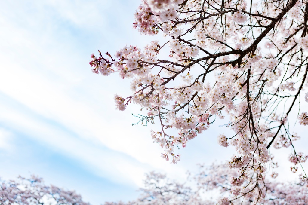 桜