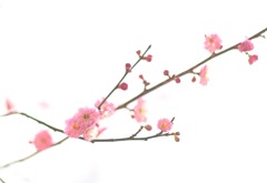 偕楽園の梅