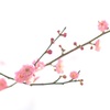 偕楽園の梅
