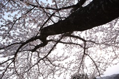 三春の桜