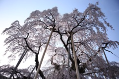 三春の滝桜