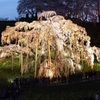 三春の滝桜-ライトアップ-
