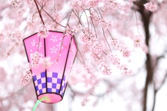 花見気分