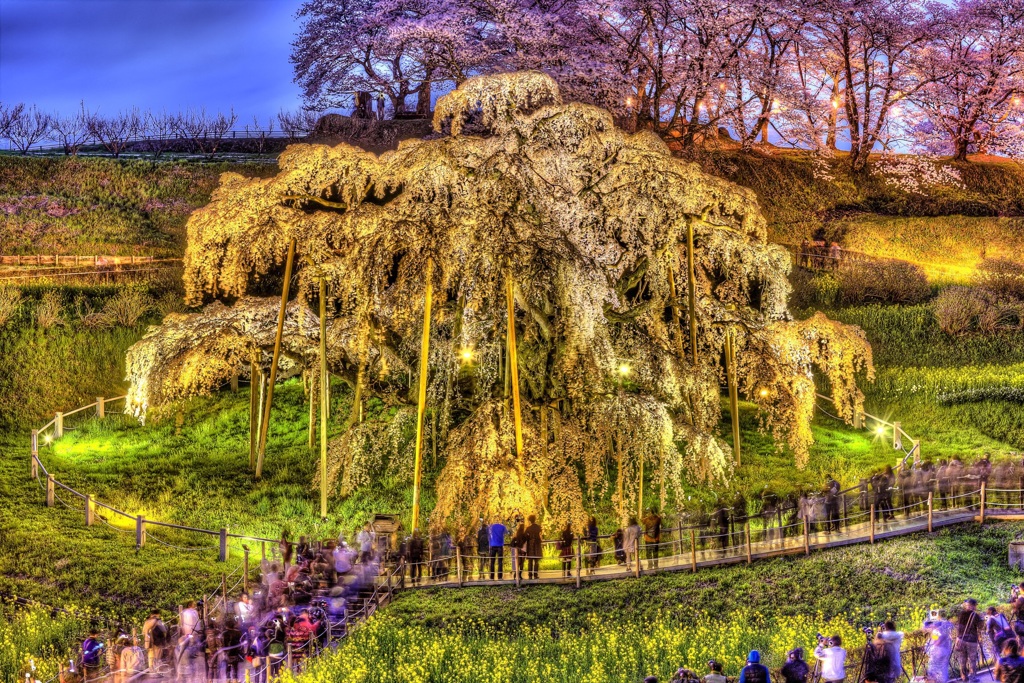 滝桜HDR