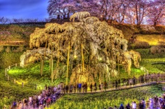 滝桜HDR