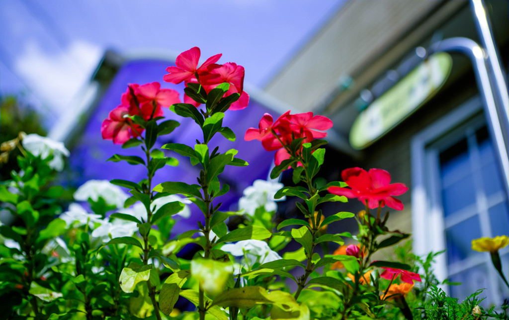 庭の花