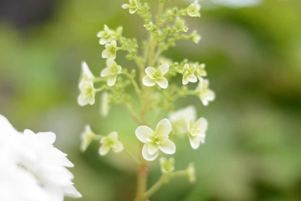 紫陽花　その2