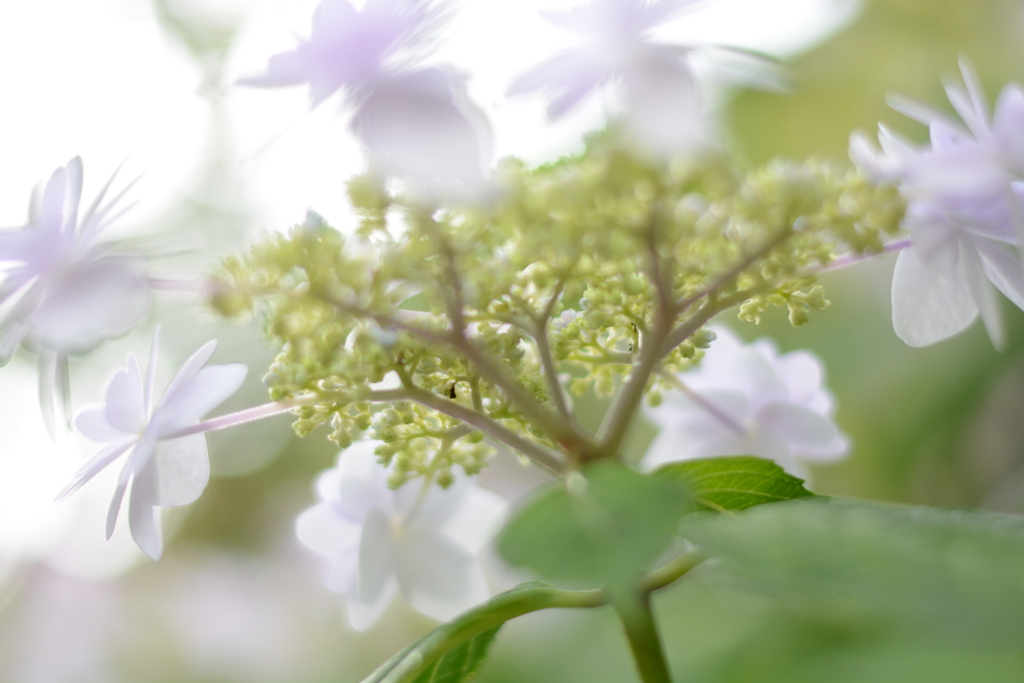 紫陽花　その3