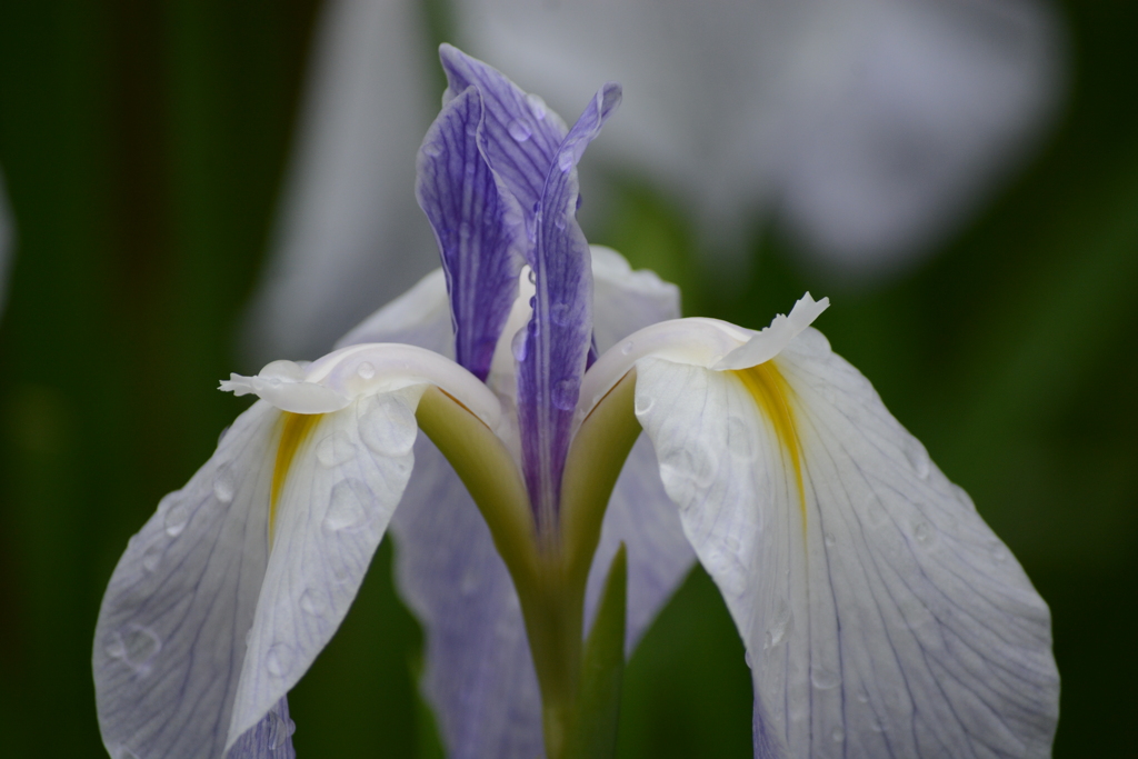 明治神宮の花菖蒲　その3