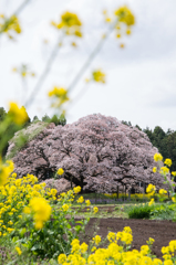 大桜と菜の花