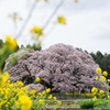 大桜と菜の花