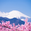 河津桜と富士山