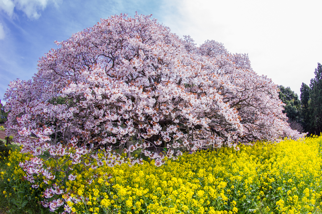 吉高の大桜３
