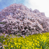 吉高の大桜３