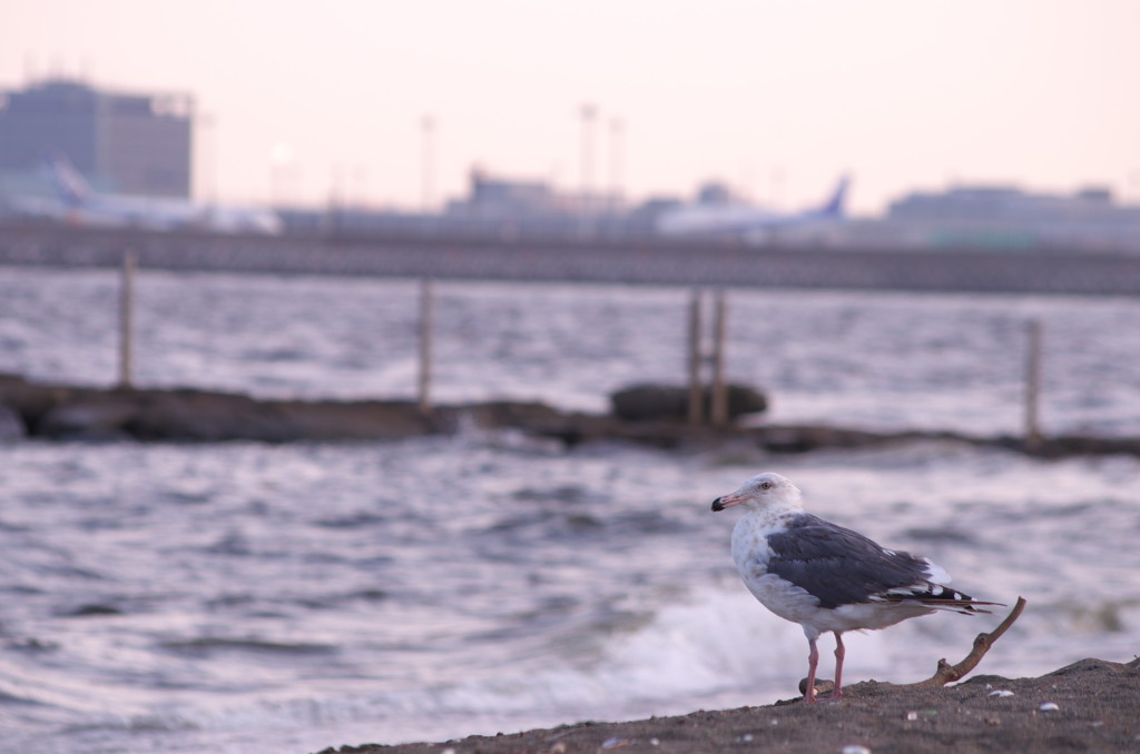 砂浜にたたずむ海鳥