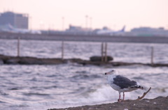 砂浜にたたずむ海鳥