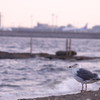 砂浜にたたずむ海鳥