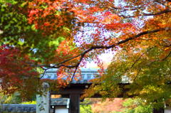龍安寺のもみじ2