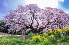 吉高の大桜２