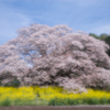 吉高の大桜