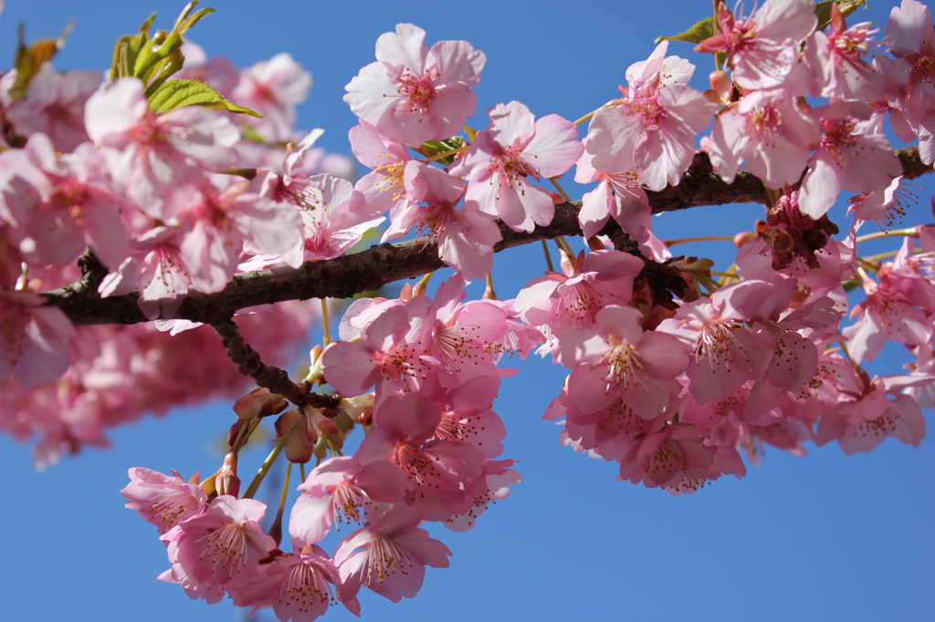 河津桜1