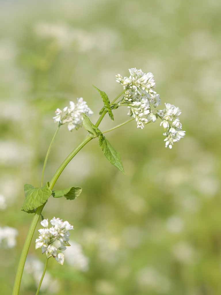 そばの花