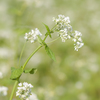 そばの花